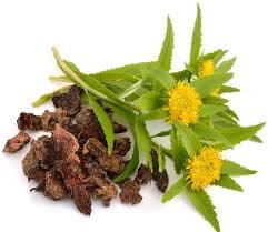 Rodiola con hojas y frutos